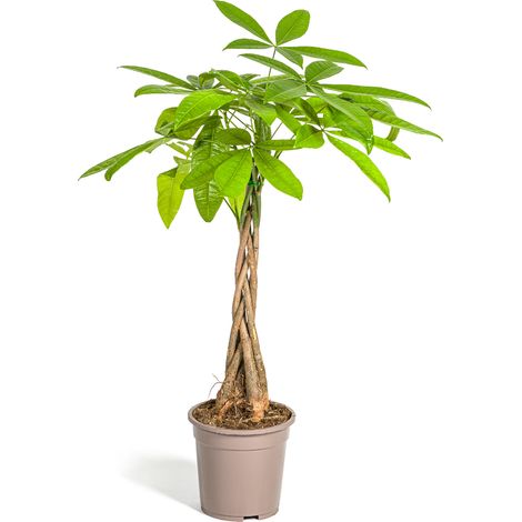 Pachira Aquatica - Arbre à Argent - Plante d'Intérieur avec Tronc Tressé - 70-90 cm - Ø19 cm - PANGIVO (1/5)