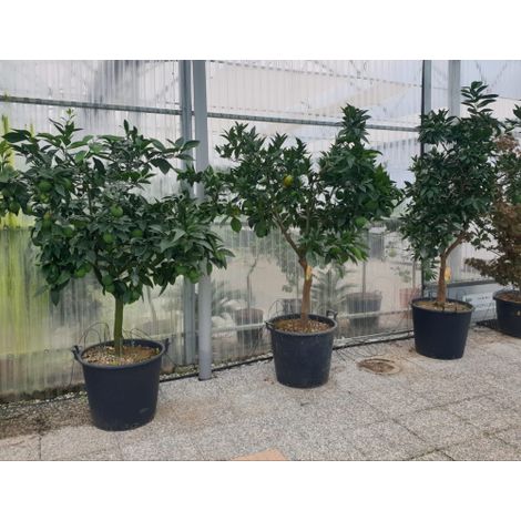 Arancio Valencia "Citrus sinensis" Agrumi di Sicilia esemplari unici pianta in mastello 60 cm FOTO REALI (1/5)
