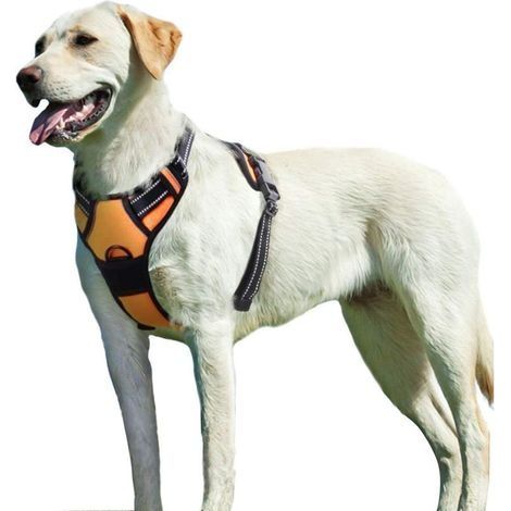 Harnais Chien M, Harnais Anti Traction pour Chien, Facile à Mettre, sans Poignée Contrôle, Arnet pour Chien Réfléchissant, Respirant, Durable, Harnais pour Chien, Moyen et Grand (1/5)