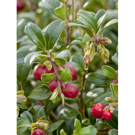 Airelle rouge 'Miss Cherry' Pot de 2L/3L (1/2)