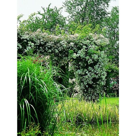 Rosier liane 'Seagull' Pot de 4L/5L