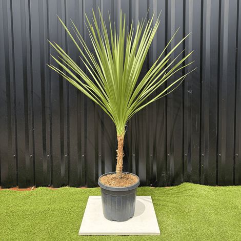 Cordyline Indivisa Hauteur 140 cm (1/4)