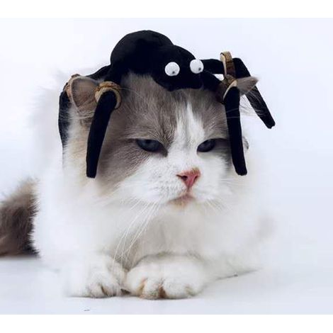 Halloween-Spinnenspielzeug für Katzen mit Beißring aus Holzspänen, lustiges Spielzeug mit schwarzen Spinnenbeinen, lustiges Halloween-Spielzeug für Haustiere (1/4)