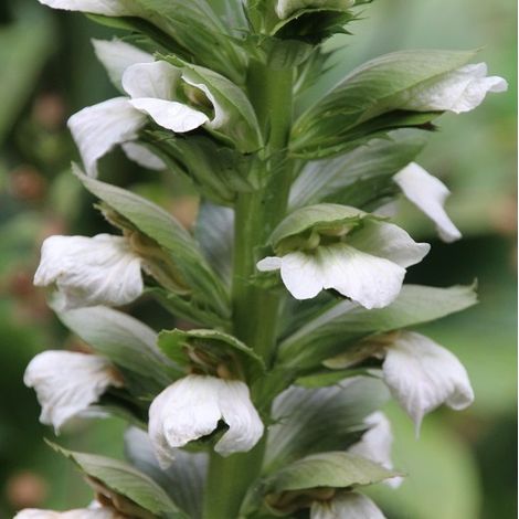 4 x Acanthus mol.  - Acanthus mollis 'Rue Ledan'  - godet 9x9 cm