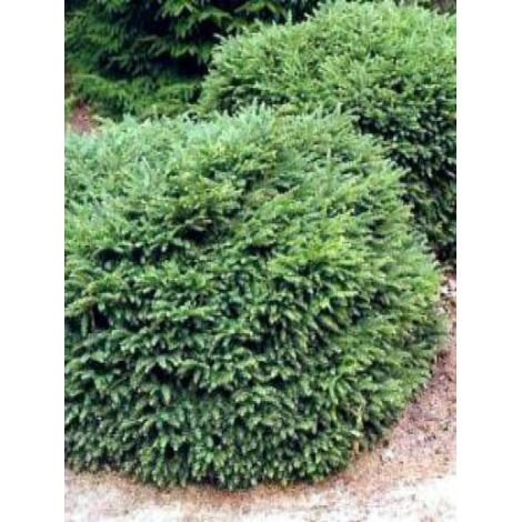 Picea abies 'Nidiformis' Pot de 2L/3L