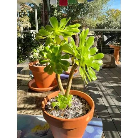 Aeonium canariense (Giant green rose) 2 talee/head cuttings
