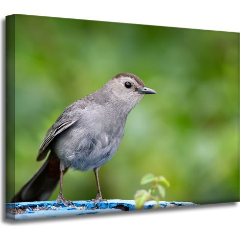 Leinwanddruck Tiere Sitzender Vogel 40x30
