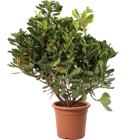 Pittosporum Tobira - Piante Vere da Esterno - H 40-50 cm Vaso Ø 18 cm (1/3)