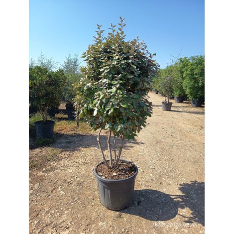 ELEAGNUS EBBINGEI COMPACTA MULTITRONC 60