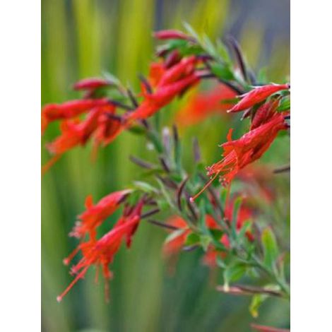 Fuchsia de Californie Godet de 8/9 cm