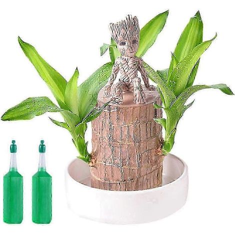 Brasilianischer Glücksbaumstumpf, schnellwachsender Mini-Baum für Glücksbringer, Dekoration und Luftreinigung – Tischdekoration B C