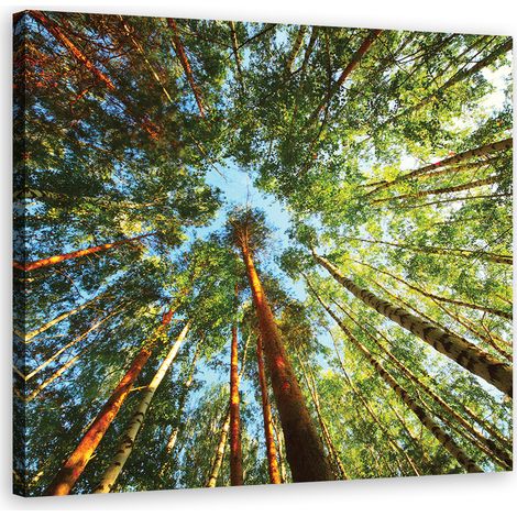 Cadre déco Forêt verte avec arbres 60x60 (1/5)