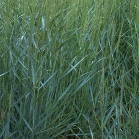 4 x Panic effilé  - Panicum virgatum 'Prairie Sky'  - godet 9x9