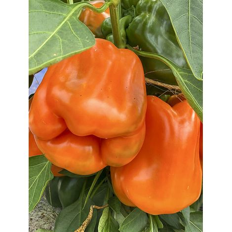 Poivron 'California Orange Wonder' le sachet de 30 graines (1/2)