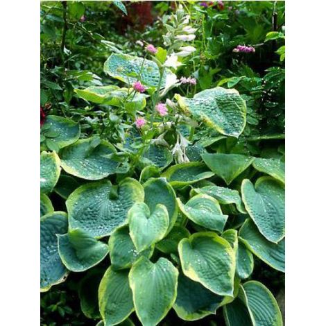 Hosta sieboldiana 'Frances Williams' Godet de 8/9 cm (1/4)