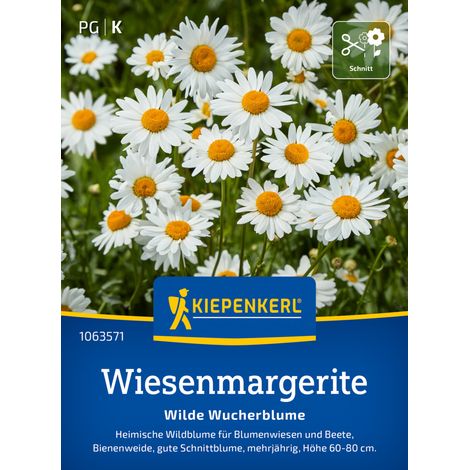 Kiepenkerl Blumensamen Wiesenmargeriten Wilde Wucherblume für ca. 300 Pflanzen