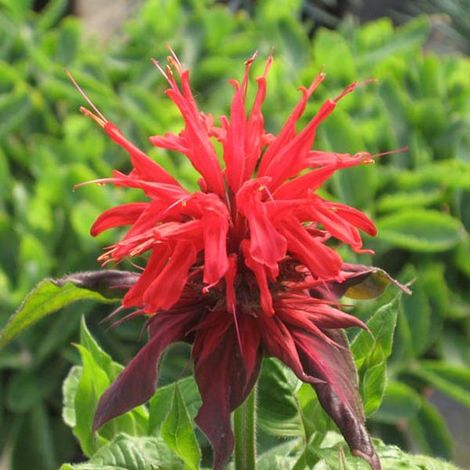 4 x Monarde  - Monarda 'Cambridge Scarlet'  - godet 9x9 cm