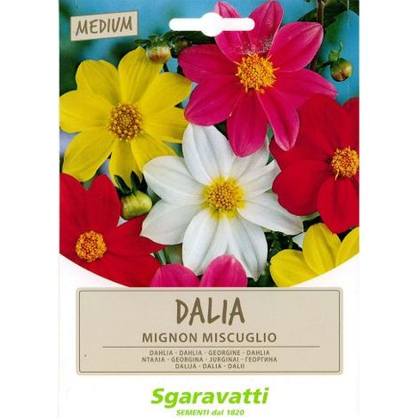 SEMI PER PRATO UNIVERSALE dahlia mignon