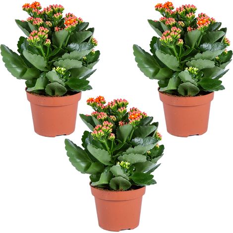Bloomique - Lot de 3 - Kalanchoé - Fleurs oranges - Plante d'extérieur et d'intérieur - Hauteur 15-25 cm - Pot 12 cm