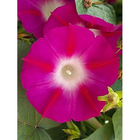 Ipomée 'Crimson Rambler' le sachet de 70 graines (2g) (1/2)