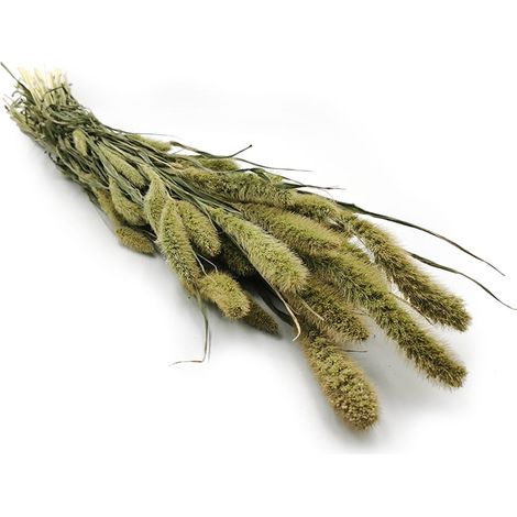 Setaria (Setarea) Verde Naturale - bouquet