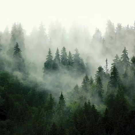 papier peint panoramique paysage boisé vert foncé - Sanders & Sanders (1/5)