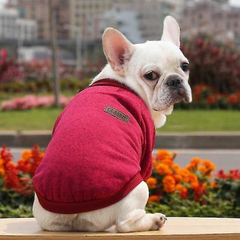 Ropa de primavera y verano para perros pequeños, suéter suave para mascotas, ropa para perros chihuahua, atuendo clásico para mascotas, ropa para perro color rojo vino (1/5)