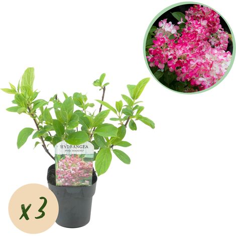 Hortensia Paniculé Pink Diamond - Lot de 3 Plantes - Fleurs Blanc et Rose - Pot 17cm - H 50cm - PANGIVO (1/5)