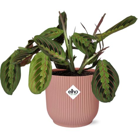 Maranta Leuconeura Fascinator Tricolor Plante de Prière Intérieur avec Pot 14 cm Rose - PANGIVO (1/5)