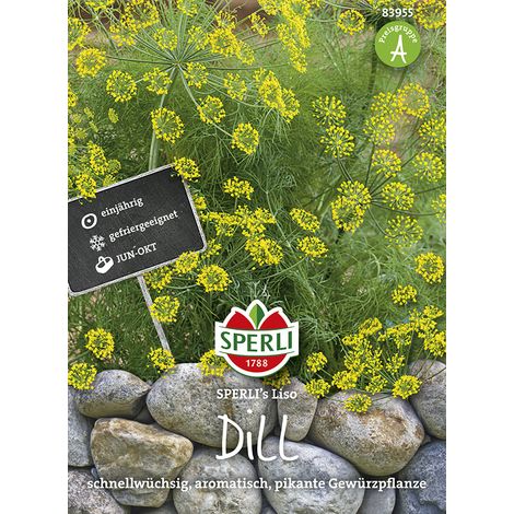 Sperli – Aneth Sperli's Liso – Graines d'aromatiques, hauteur env. 50-120 cm (1/2)