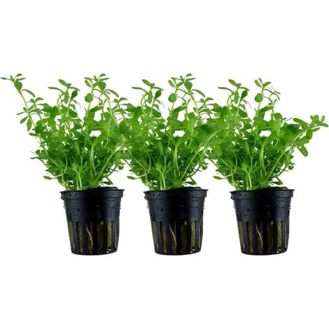 Aquarium Pflanze 3 Stück Bacopa monnieri 'Compact' Wasserpflanze Topf Nr.344A Set