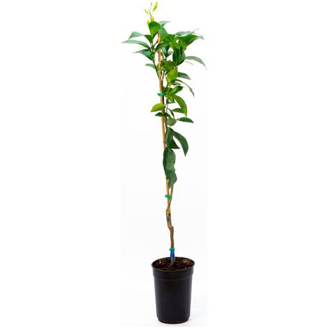 Naranjo Navelina - Variedad de naranja de mesa por excelencia