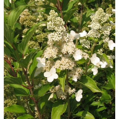 Hortensia paniculé 'Kyushu' - 40-50 cm pot