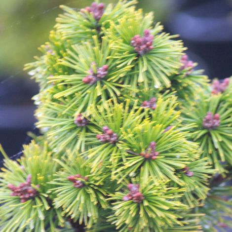 Pin de montagne Mops, Pinus/Pot de 3L - 20/40 cm (1/4)