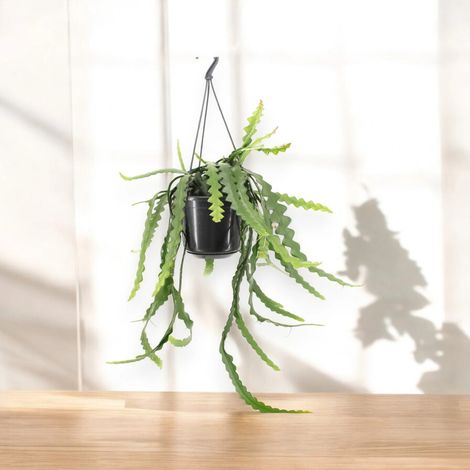 Gardenaria Epiphyllum anthonyanus - Pianta da interno ornamentale - Altezza: 40 cm (vaso 15) (1/5)