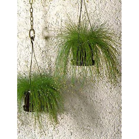 Souchet penché le sachet de 100 graines (0,3g) (1/2)