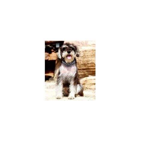 Collier réglable pour chien avec strass et cristaux brillants pour chiens de petite et moyenne taille (moyen, noir) (1/4)