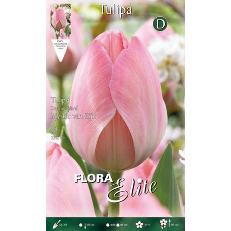 TULIPANO DARWIN HYBRID MYSTIC VAN EIJK (CONFEZIONE DA 10 BULBI)