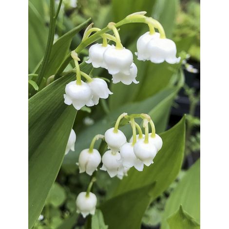 Muguet 'Bordeaux' Godet de 8/9 cm (1/2)