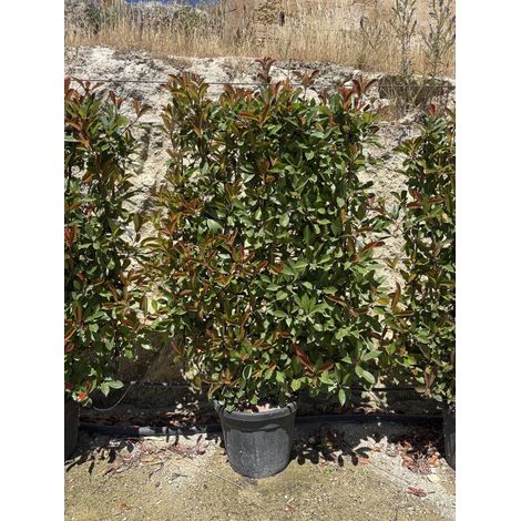 PHOTINIA FRASERI SPALL.45 RED ROBIN (L.80 - H.120)
