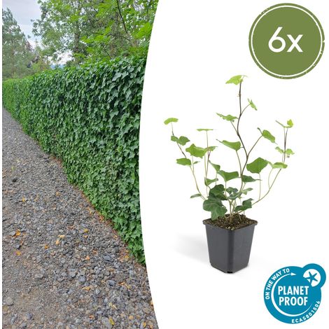 6x Hedera Hibernica Lierre d'Irlande Plante Grimpante Haie et Couvre-sol Vert Foncé 10-25 cm Ø9 cm - PANGIVO (1/5)