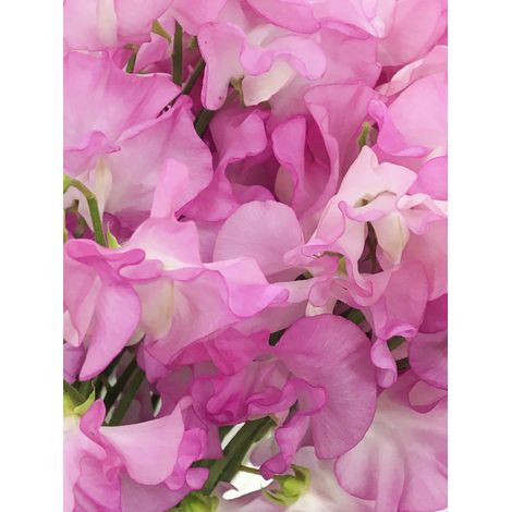 Pois de senteur Spencer 'Pinkie' le sachet de 30 graines (3g) (1/2)