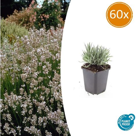 Lot de 60 Lavandes Blanches Edelweiss - Lavandula intermedia - Hauteur 10-25 cm - Pot Ø 9 cm - PANGIVO (1/5)