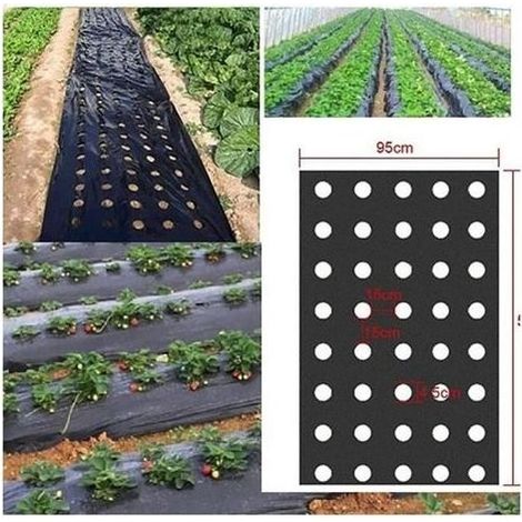 Toile de paillage en plastique noir pour jardin - Membrane PE - Bâche de sol avec trous de plantation - Film plastique pour potager (1/4)
