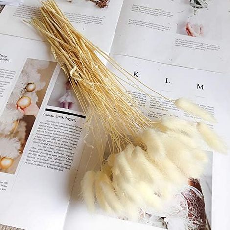 AIDUCHO 50 Pcs Décoration De La Maison Queue De Lapin Bouquets D'herbe Fleurs Séchées, Fleur Éternelle Herbe Séchée Bouquet De Fleurs Accessoires Photo Fête À La Maison Et Mariage -Blanc (1/4)