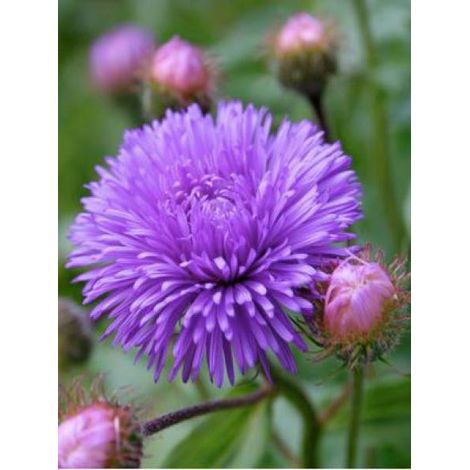Vergerette 'Azure Beauty' Godet de 8/9 cm (1/3)