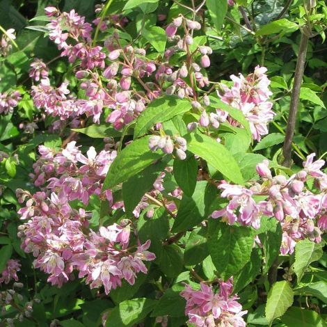 Deutzie Tourbillon Rouge, Deutzia/Pot de 7,5L - 80/100 cm
