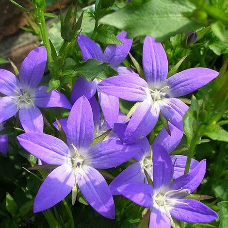4 x Campanule des murets 'Stella' - godet 9x9 cm