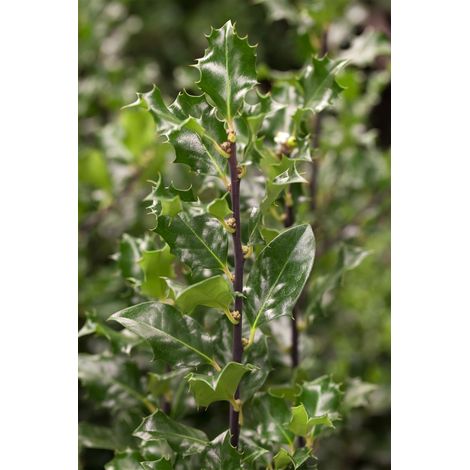 Stechpalme 'Blue Angel'® Ilex meserveae 'Blue Angel' -R- Sta C 5 Krone mehrj. Sth. 80- (1/5)