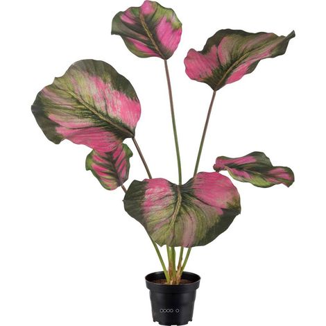Calathea artificielle en pot, grandes feuilles, H 55 cm Vert-rose - couleur: Vert-rose (1/3)